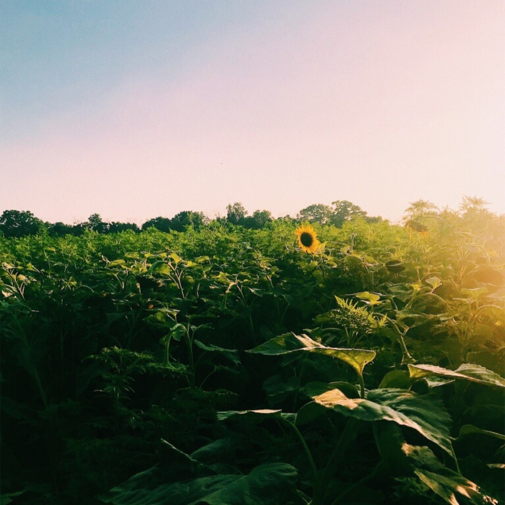 Meet your Posher, Zoya